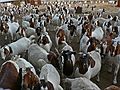 October 10, 2005 - Maudslay State Park, Newburyport, Massachusetts.<br />Goats at Arrowhead Farm abutting the park.