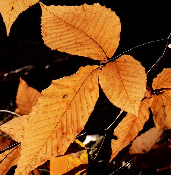 Nov. 3, 2006 - Maudslay State Park, Newburyport, Massachusetts.