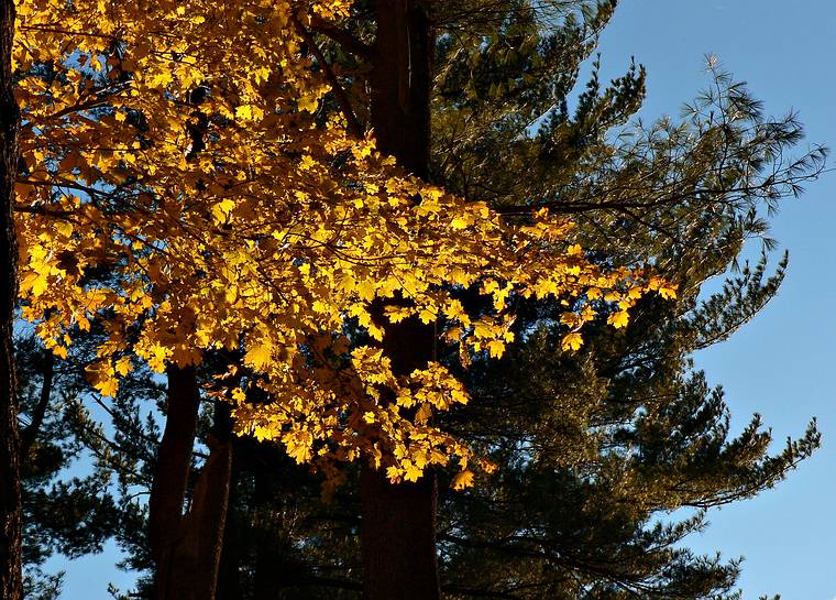 Nov. 10, 2006 - Maudslay State Park, Newburyport, Massachusetts.