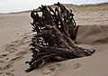 Nov. 15, 2006 - Parker River National Wildlife Refuge, Plum Island, Massachusetts.