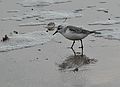 Nov. 15, 2006 - Parker River National Wildlife Refuge, Plum Island, Massachusetts.