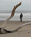 Nov. 15, 2006 - Parker River National Wildlife Refuge, Plum Island, Massachusetts.<br />John,