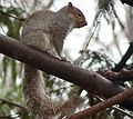 Nov. 29, 2006 - Merrimac, Massachusetts.<br />Squirrel shot (photographically) through kitchen window.