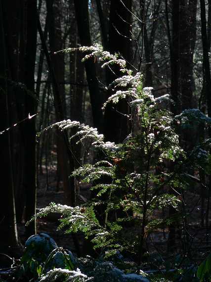 Dec. 4, 2006 - Maudslay State Park, Newburyport, Massachusetts.<br />First snow of the year.