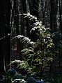 Dec. 4, 2006 - Maudslay State Park, Newburyport, Massachusetts.<br />First snow of the year.