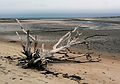 Dec. 13, 2006 - Sandy Point State Reservation, Plum Island, Massachusetts.