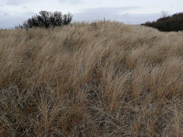 Dec. 13, 2006 - Sandy Point State Reservation, Plum Island, Massachusetts.