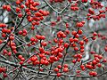 Dec. 13, 2006 - Sandy Point State Reservation, Plum Island, Massachusetts.
