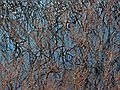 Dec. 14, 2006 - Ipswich River Wildlife Sanctuary, Topsfield, Massachusetts.