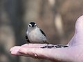 Dec. 14, 2006 - Ipswich River Wildlife Sanctuary, Topsfield, Massachusetts.