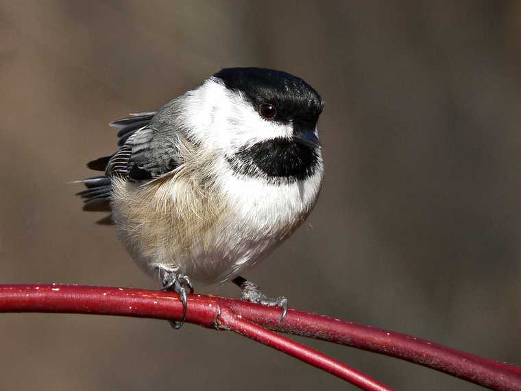 Dec. 14, 2006 - Ipswich River Wildlife Sanctuary, Topsfield, Massachusetts.