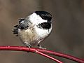 Dec. 14, 2006 - Ipswich River Wildlife Sanctuary, Topsfield, Massachusetts.