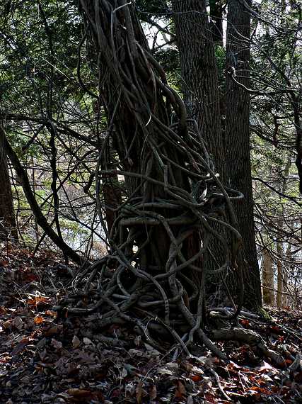 Dec. 14, 2006 - Ipswich River Wildlife Sanctuary, Topsfield, Massachusetts.