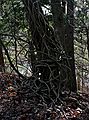 Dec. 14, 2006 - Ipswich River Wildlife Sanctuary, Topsfield, Massachusetts.