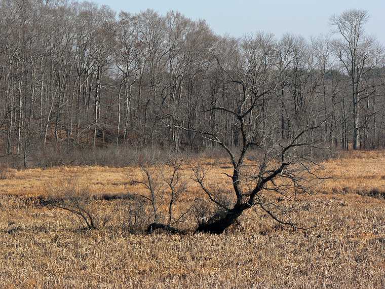 Dec. 14, 2006 - Ipswich River Wildlife Sanctuary, Topsfield, Massachusetts.