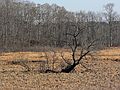 Dec. 14, 2006 - Ipswich River Wildlife Sanctuary, Topsfield, Massachusetts.