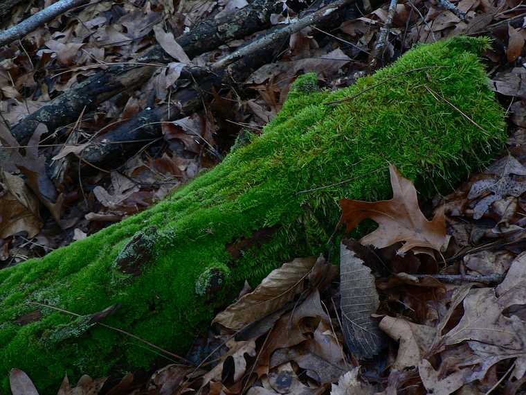 Dec. 14, 2006 - Ipswich River Wildlife Sanctuary, Topsfield, Massachusetts.