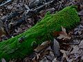 Dec. 14, 2006 - Ipswich River Wildlife Sanctuary, Topsfield, Massachusetts.