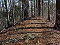 Dec. 14, 2006 - Ipswich River Wildlife Sanctuary, Topsfield, Massachusetts.<br />North esker path and John on bench.