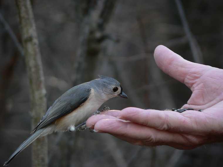Dec. 14, 2006 - Ipswich River Wildlife Sanctuary, Topsfield, Massachusetts.
