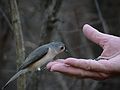 Dec. 14, 2006 - Ipswich River Wildlife Sanctuary, Topsfield, Massachusetts.