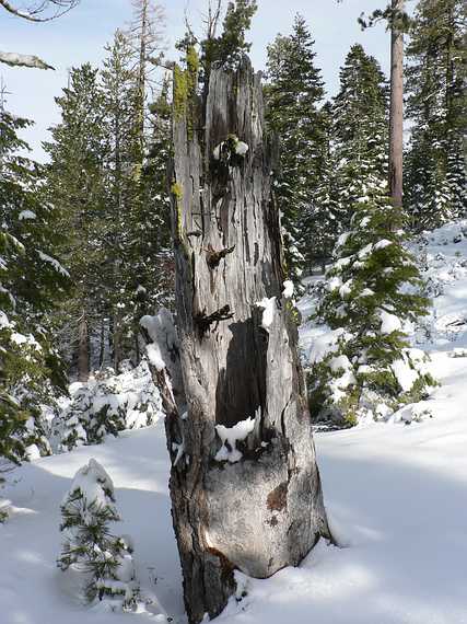 Dec. 29, 2006 - Along the Rubicon Trail, Tahoma, California.