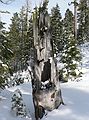 Dec. 29, 2006 - Along the Rubicon Trail, Tahoma, California.