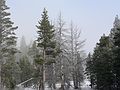 Dec. 30, 2006 - South Lake Tahoe, California.<br />Morning walk along the bike path.