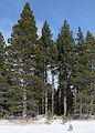 Dec. 30, 2006 - South Lake Tahoe, California.<br />Morning walk along the bike path.<br />Joyce.