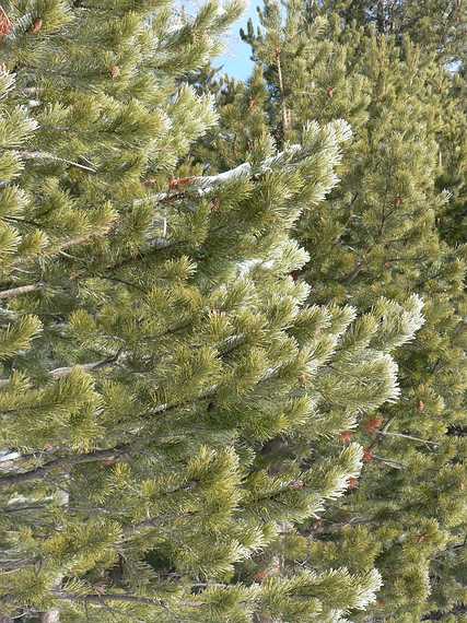 Dec. 30, 2006 - South Lake Tahoe, California.<br />Morning walk along the bike path.