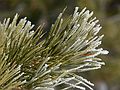 Dec. 30, 2006 - South Lake Tahoe, California.<br />Morning walk along the bike path.