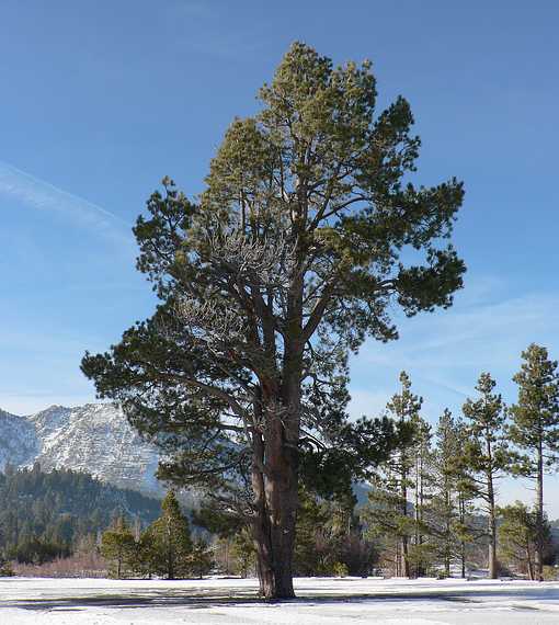 Dec. 30, 2006 - Camp Richardson area along the shore of Lake Tahoe, California.