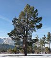 Dec. 30, 2006 - Camp Richardson area along the shore of Lake Tahoe, California.
