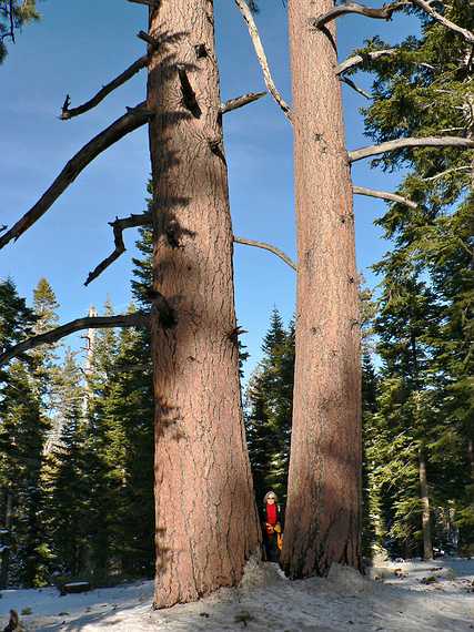 Dec. 30, 2006 - Camp Richardson area along the shore of Lake Tahoe, California.<br />Joyce.