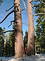 Dec. 30, 2006 - Camp Richardson area along the shore of Lake Tahoe, California.<br />Joyce.