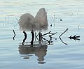 Dec. 30, 2006 - Camp Richardson area along the shore of Lake Tahoe, California.<br />Ice mushrooms.