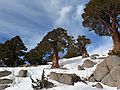 Dec. 31, 2006 - Hike along trail from California-88 to Red Lake Peak (10,063 ft, 3,067 m).