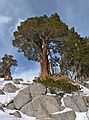 Dec. 31, 2006 - Hike along trail from California-88 to Red Lake Peak (10,063 ft, 3,067 m).