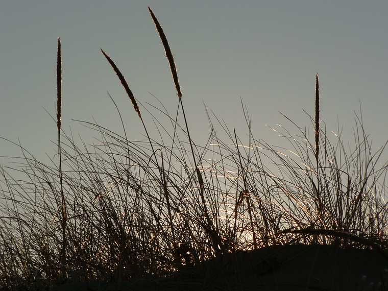 Jan. 7, 2007 - Parker River National Wildlife Refuge, Plum Island, Massachusetts.