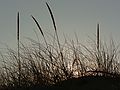 Jan. 7, 2007 - Parker River National Wildlife Refuge, Plum Island, Massachusetts.