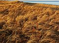 Jan. 7, 2007 - Parker River National Wildlife Refuge, Plum Island, Massachusetts.