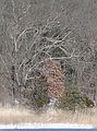 Feb. 17, 2006 - Newburyport, Massachusetts.<br />The Ferraz-Shawmut property was one of the stops of the Eagle Festival.<br />We saw this mature bald eagle across the river on Carr Island.