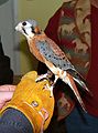 Feb. 17, 2007 - Audubon Center, Newburyport, Massachusetts.<br />The American Kestrel is a small falcon.