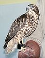 Feb. 17, 2007 - Audubon Center, Newburyport, Massachusetts.<br />Red shouldered hawk.