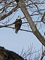 Feb. 25, 2007 - Merrimac, Massachusetts.<br />Bald eagle along the Merrimack River.<br />Joyce took the photo out of the car window.