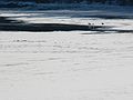 Feb. 27, 2007 - Merrimac, Massachusetts.<br />Frozen Merrimack River and three swans.