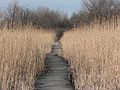 March 1, 2007 - Parker River National Wildlife Refuge, Plum Island, Massachusetts.<br />Hellcat Swamp area.