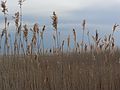 March 1, 2007 - Parker River National Wildlife Refuge, Plum Island, Massachusetts.<br />Hellcat Swamp area.