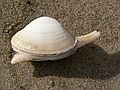March 4, 2007 - Parker River National Wildlife Refuge, Plum Island, Massachusetts.<br />A clam.