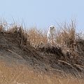 March 4, 2007 - Parker River National Wildlife Refuge, Plum Island, Massachusetts.<br />Snowy owl.